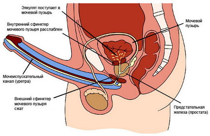 лечение ранней эякуляции